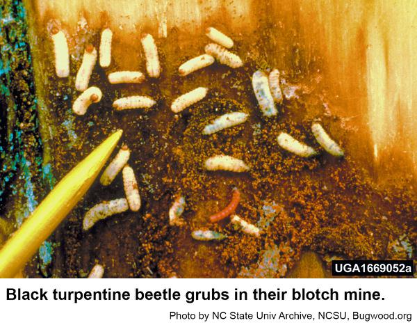 Black turpentine beetle grubs